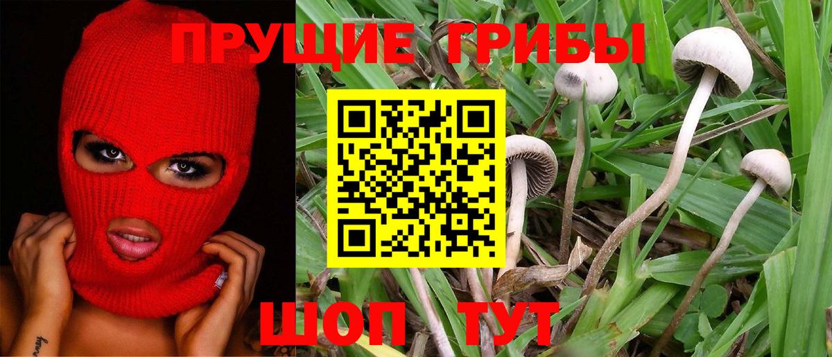 Ртищево  Галлюциногенные грибы Psilocybine cubensis  Вход с VPN 